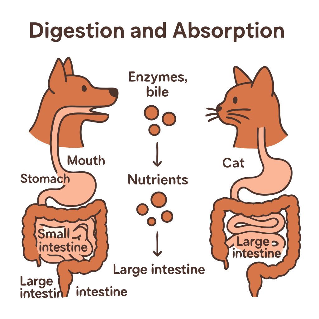 Basics of Nutrition: Digestion & Absorption in Dogs and Cats
