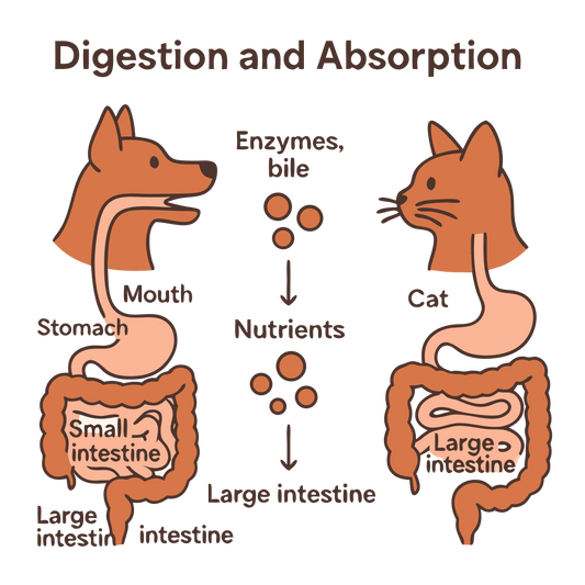Basics of Nutrition: Digestion & Absorption in Dogs and Cats