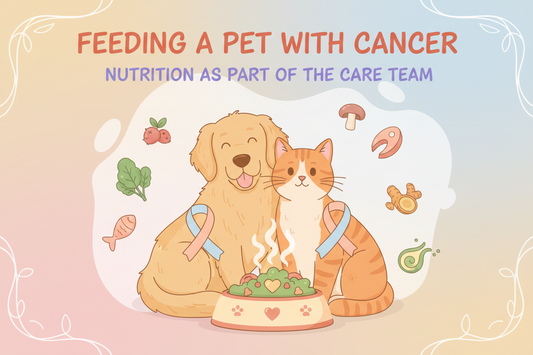 Feeding a Pet With Cancer: How Nutrition Becomes Part of the Care Team